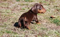 AKC Tito, a male Miniature Dachshund for sale in Billings, MO – Photo 7 of 10