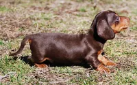 AKC Tito, a male Miniature Dachshund for sale in Billings, MO – Photo 5 of 10