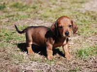 AKC Jameson, a male Miniature Dachshund for sale in Billings, MO – Photo 2 of 7