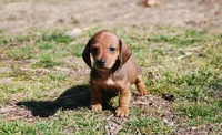 AKC Jameson, a male Miniature Dachshund for sale in Billings, MO – Photo 1 of 7
