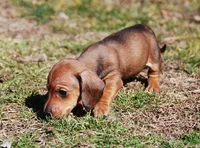 AKC Jameson, a male Miniature Dachshund for sale in Billings, MO – Photo 7 of 7