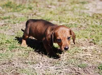 AKC Jameson, a male Miniature Dachshund for sale in Billings, MO – Photo 3 of 7