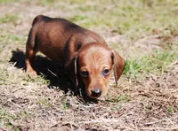 AKC Jameson, a male Miniature Dachshund for sale in Billings, MO – Photo 5 of 7