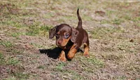 AKC Malibu, a female Miniature Dachshund for sale in Billings, MO – Photo 1 of 10