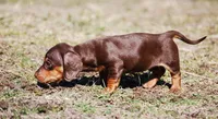 AKC Malibu, a female Miniature Dachshund for sale in Billings, MO – Photo 7 of 10