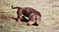 AKC Malibu, a female Miniature Dachshund for sale in Billings, MO – Photo 8 of 10