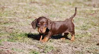 AKC Malibu, a female Miniature Dachshund for sale in Billings, MO – Photo 2 of 10