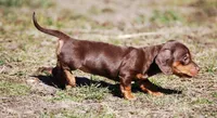 AKC Malibu, a female Miniature Dachshund for sale in Billings, MO – Photo 4 of 10
