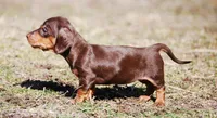 AKC Malibu, a female Miniature Dachshund for sale in Billings, MO – Photo 6 of 10