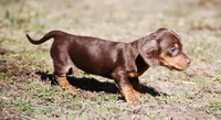 AKC Malibu, a female Miniature Dachshund for sale in Billings, MO – Photo 10 of 10
