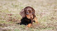 AKC Malibu, a female Miniature Dachshund for sale in Billings, MO – Photo 9 of 10