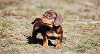 AKC Malibu, a female Miniature Dachshund for sale in Billings, MO – Photo 5 of 10