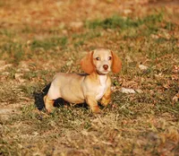 AKC Trooper, a male Miniature Dachshund for sale in Billings, MO – 2 of 10