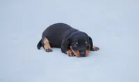 AKC Bonnie, a female Miniature Dachshund for sale in Billings, MO – Photo 1 of 10