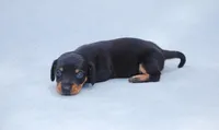 AKC Bonnie, a female Miniature Dachshund for sale in Billings, MO – Photo 8 of 10