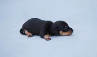 AKC Bonnie, a female Miniature Dachshund for sale in Billings, MO – Photo 5 of 10