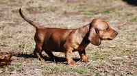 AKC Bailey, a female Miniature Dachshund for sale in Billings, MO – Photo 2 of 9