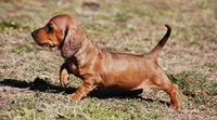 AKC Bailey, a female Miniature Dachshund for sale in Billings, MO – Photo 4 of 9