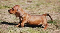 AKC Bailey, a female Miniature Dachshund for sale in Billings, MO – Photo 3 of 9