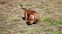 AKC Bailey, a female Miniature Dachshund for sale in Billings, MO – Photo 7 of 9