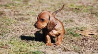 AKC Bailey, a female Miniature Dachshund for sale in Billings, MO – Photo 5 of 9