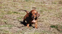 AKC Bailey, a female Miniature Dachshund for sale in Billings, MO – Photo 1 of 9