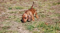 AKC Bailey, a female Miniature Dachshund for sale in Billings, MO – Photo 8 of 9