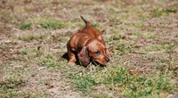 AKC Bailey, a female Miniature Dachshund for sale in Billings, MO – Photo 9 of 9