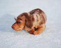 AKC Hennessey, a male Miniature Dachshund for sale in Billings, MO – Photo 4 of 7
