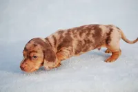 AKC Hennessey, a male Miniature Dachshund for sale in Billings, MO – Photo 7 of 7