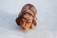AKC Hennessey, a male Miniature Dachshund for sale in Billings, MO – Photo 3 of 7