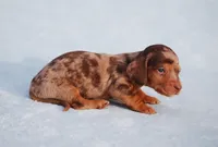 AKC Hennessey, a male Miniature Dachshund for sale in Billings, MO – Photo 2 of 7