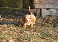 AKC Trooper, a male Miniature Dachshund for sale in Billings, MO – 4 of 10