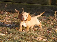 AKC Trooper, a male Miniature Dachshund for sale in Billings, MO – 5 of 10