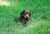 AKC Dixie, a female Miniature Dachshund for sale in Billings, MO – Photo 4 of 10
