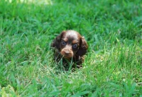 AKC Dixie, a female Miniature Dachshund for sale in Billings, MO – Photo 1 of 10