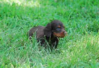 AKC Dixie, a female Miniature Dachshund for sale in Billings, MO – Photo 6 of 10