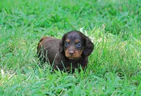 AKC Dixie, a female Miniature Dachshund for sale in Billings, MO – Photo 9 of 10