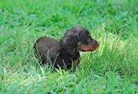 AKC Dixie, a female Miniature Dachshund for sale in Billings, MO – Photo 8 of 10