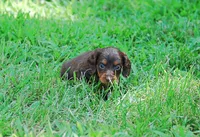 AKC Dixie, a female Miniature Dachshund for sale in Billings, MO – Photo 7 of 10