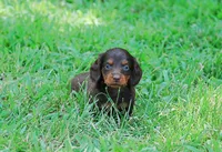 AKC Dixie, a female Miniature Dachshund for sale in Billings, MO – Photo 3 of 10