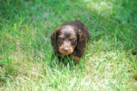 AKC Dixie, a female Miniature Dachshund for sale in Billings, MO – Photo 2 of 10