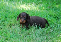 AKC Dixie, a female Miniature Dachshund for sale in Billings, MO – Photo 5 of 10