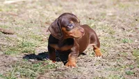 AKC Stella, a female Miniature Dachshund for sale in Billings, MO – Photo 1 of 10