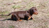 AKC Stella, a female Miniature Dachshund for sale in Billings, MO – Photo 9 of 10