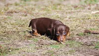 AKC Stella, a female Miniature Dachshund for sale in Billings, MO – Photo 2 of 10