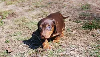 AKC Stella, a female Miniature Dachshund for sale in Billings, MO – Photo 6 of 10