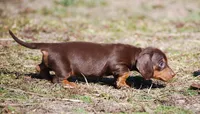 AKC Stella, a female Miniature Dachshund for sale in Billings, MO – Photo 8 of 10