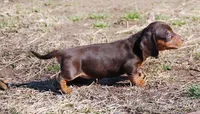 AKC Stella, a female Miniature Dachshund for sale in Billings, MO – Photo 10 of 10