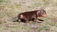 AKC Stella, a female Miniature Dachshund for sale in Billings, MO – Photo 5 of 10